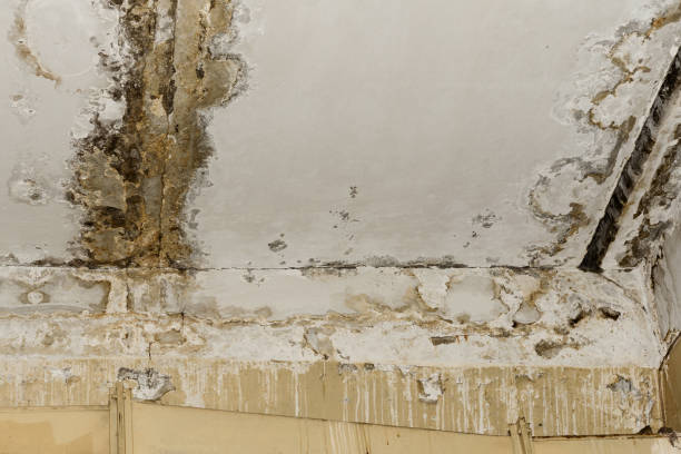 Reliable Antwerp, OH Mold Removal Solutions